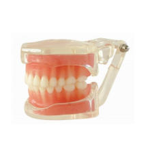 TM-A15 Removable Standard Model of 28PCS Teeth